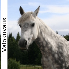 Valokuvaus